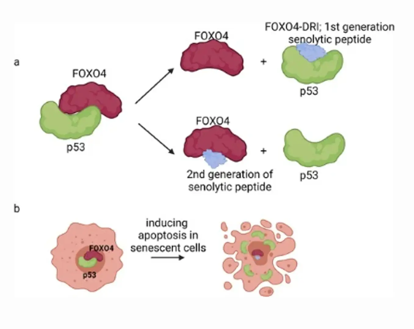 6932d914d5ff0598f23f11f9